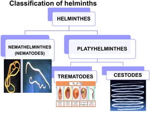 HELMINTHES
NEMATHELMINTHES
(NEMATODES)
PLATYHELMINTHES
TREMATODES CESTODES
Classification of helminths
 