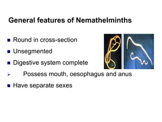General features of Nemathelminths
 Round in cross-section
 Unsegmented
 Digestive system complete
 Possess mouth, oesophagus and anus
 Have separate sexes
 