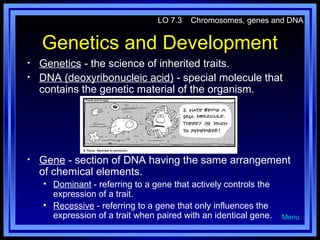 LO 7.3

Chromosomes, genes and DNA

Genetics and Development
•
•

•

Genetics - the science of inherited traits.
DNA (deoxyribonucleic acid) - special molecule that
contains the genetic material of the organism.

Gene - section of DNA having the same arrangement
of chemical elements.
• Dominant - referring to a gene that actively controls the
expression of a trait.
• Recessive - referring to a gene that only influences the
expression of a trait when paired with an identical gene.

Menu

 