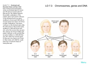 LO 7.3

Chromosomes, genes and DNA

Menu

 