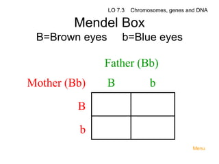 LO 7.3
 

Mendel Box
B=Brown eyes

 
 

 
 
 

Chromosomes, genes and DNA

 

Mother (Bb)
B 
b 

b=Blue eyes

Father (Bb)
 
B
b
 
 
 

 
Menu

 