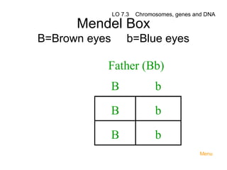 
 

LO 7.3

 

Chromosomes, genes and DNA

Mendel Box
B=Brown eyes

 

 

b=Blue eyes

Father (Bb)
B

b

B

b

B

b
Menu

 