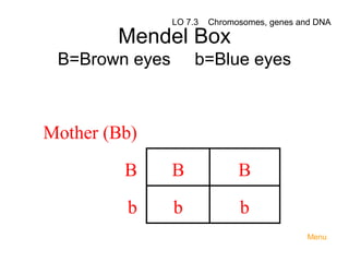 LO 7.3

 

Mendel Box
B=Brown eyes

 
 

 
 
 

Chromosomes, genes and DNA

b=Blue eyes

 

Mother (Bb)
B 
b 

 
 
 

B 
b 

 
 
 

B 
b 
Menu

 