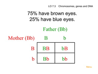 LO 7.3

Chromosomes, genes and DNA

75% have brown eyes.
25% have blue eyes.

 

 

Father (Bb) 
 
 
Mother (Bb) 
B 
b 
 
 
B  BB 
bB 
 
 
b  Bb 
bb 

 

 

Menu

 