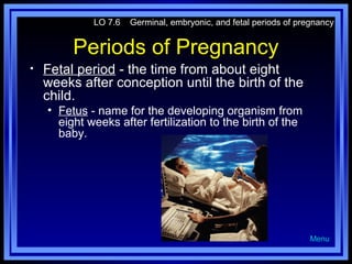 LO 7.6

Germinal, embryonic, and fetal periods of pregnancy

Periods of Pregnancy
•

Fetal period - the time from about eight
weeks after conception until the birth of the
child.
• Fetus - name for the developing organism from
eight weeks after fertilization to the birth of the
baby.

Menu

 