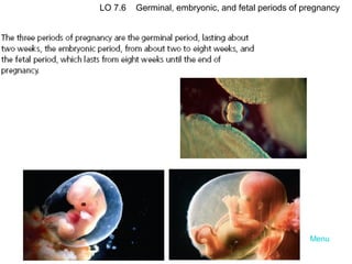 LO 7.6

Germinal, embryonic, and fetal periods of pregnancy

Menu

 