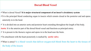 Aorta Insect Chapter 3 Internal structure and function of insects.pptx