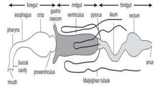 Insect Structural Chapter 3 Internal structure and function of insects.pptx