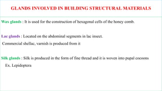 Shellac Building Chapter 3 Internal structure and function of insects.pptx