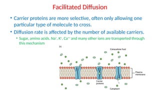 chapter_3_Anatomy and Physiology Seeley's Edition | PPTX