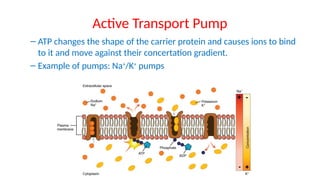 chapter_3_Anatomy and Physiology Seeley's Edition | PPTX