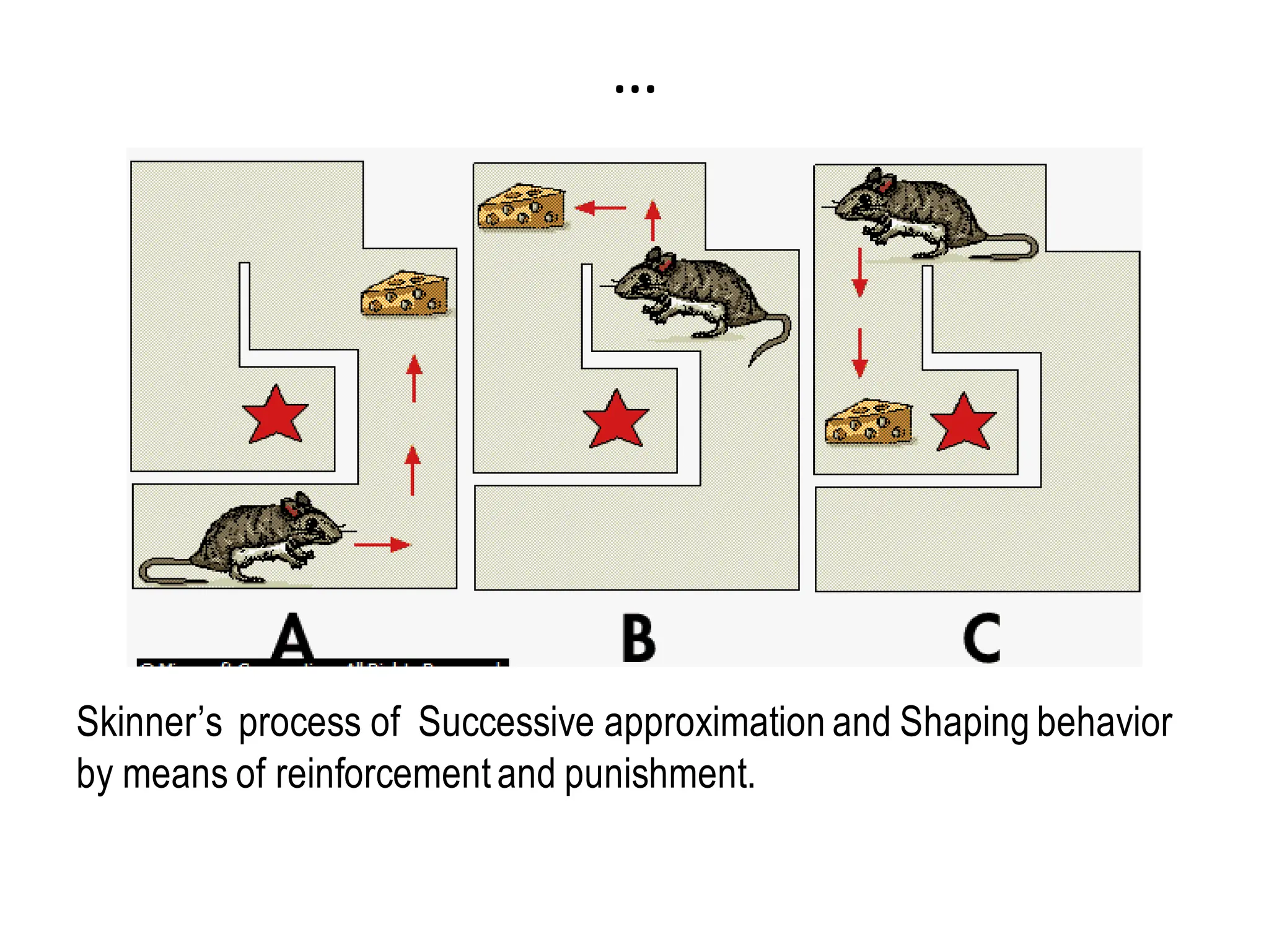 …
Skinner’s process of Successive approximation and Shaping behavior
by means of reinforcementand punishment.
 