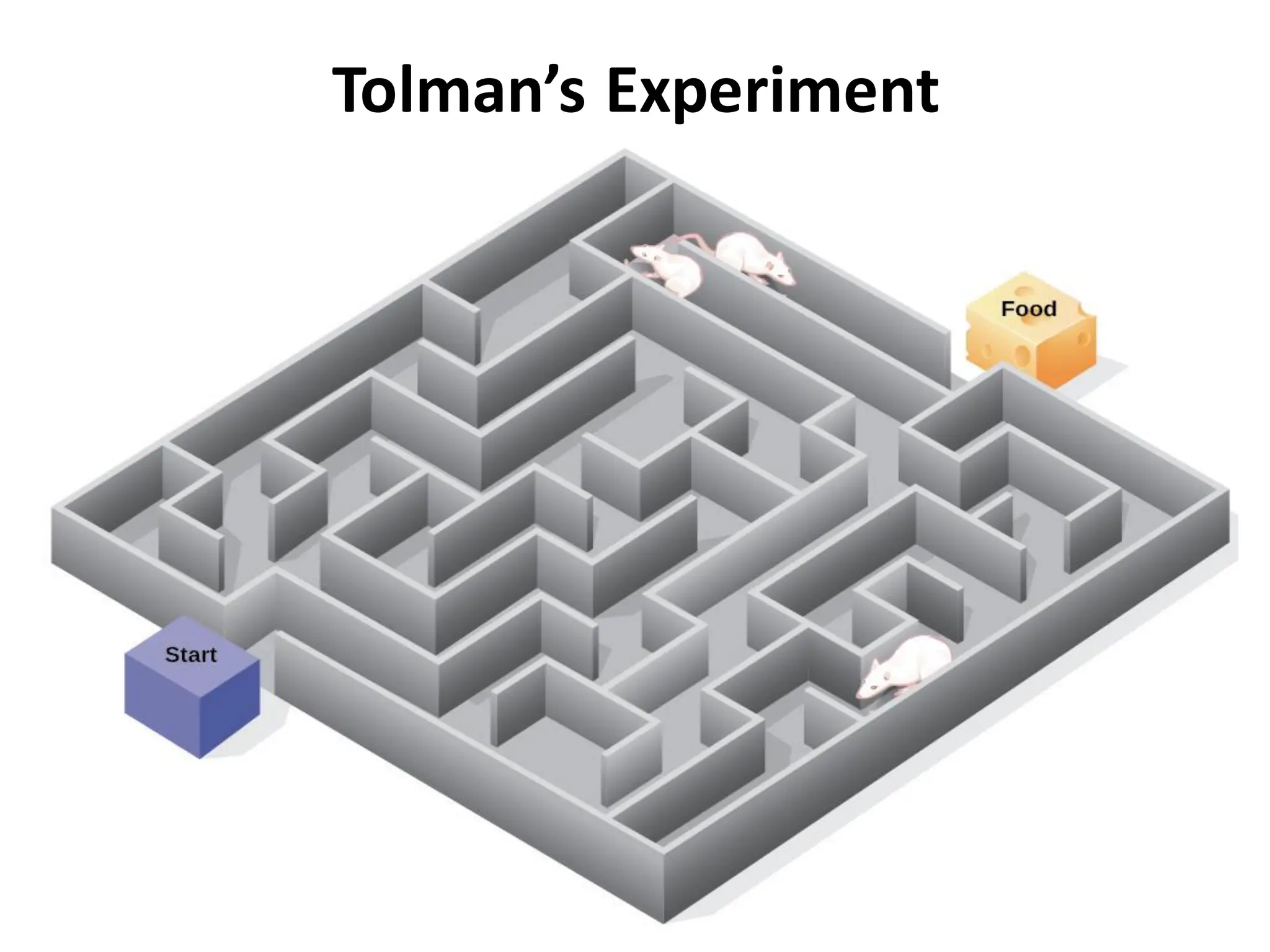Tolman’s Experiment
 