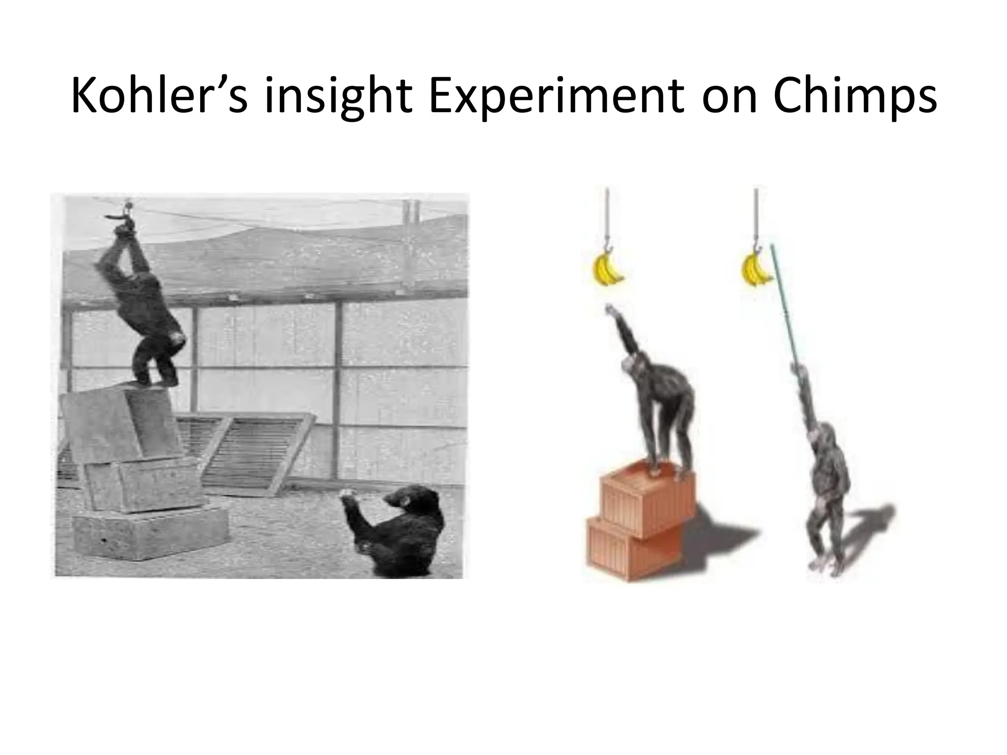 Kohler’s insight Experiment on Chimps
 