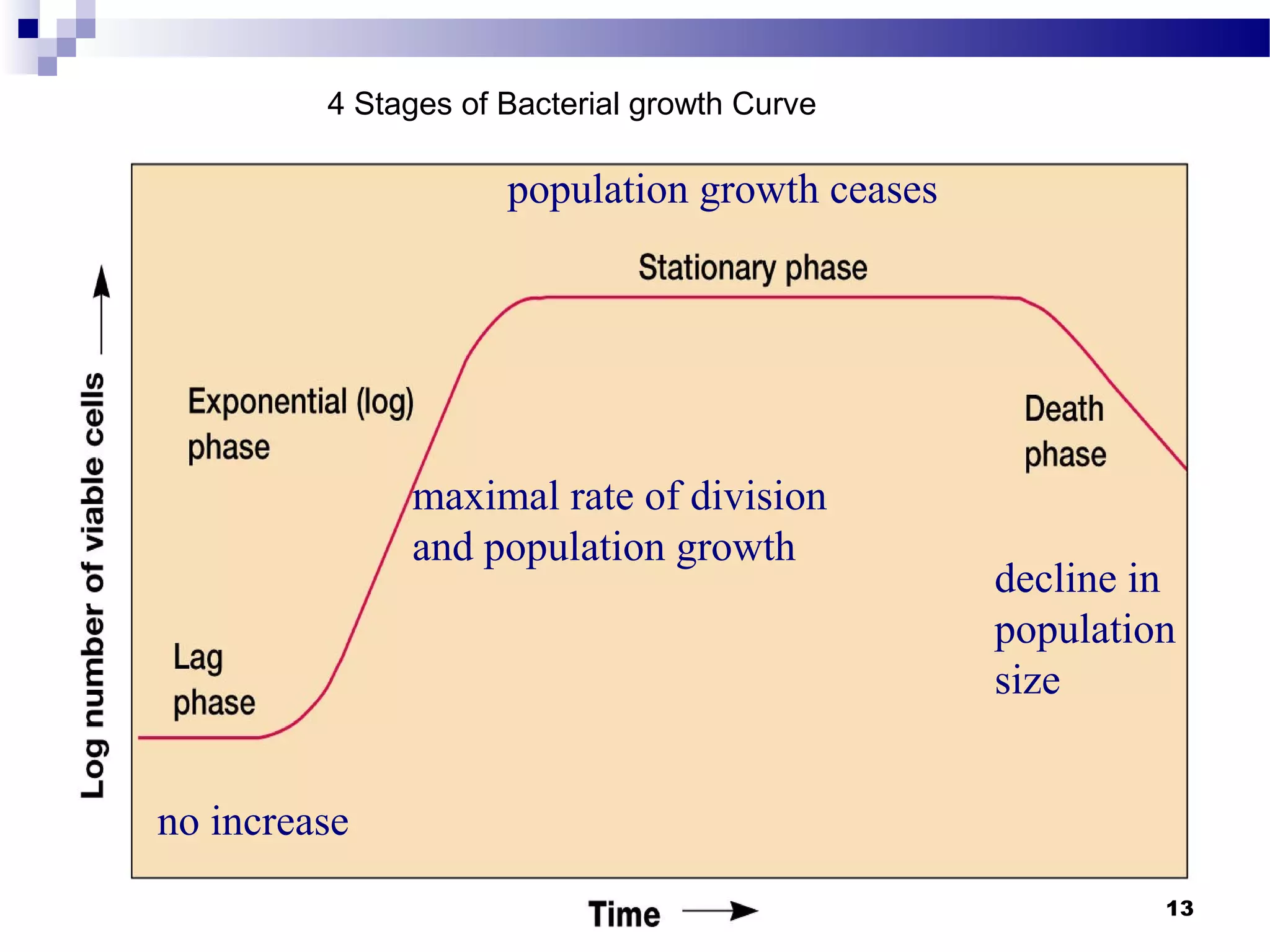 no increase
maximal rate of division
and population growth
population growth ceases
decline in
population
size
4 Stages of Bacterial growth Curve
13
 