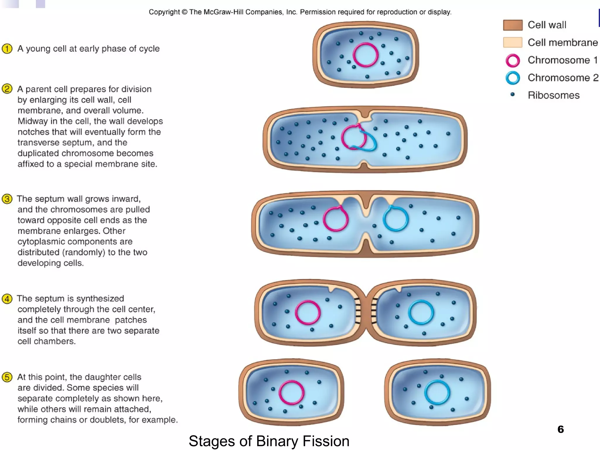 Stages of Binary Fission
6
 