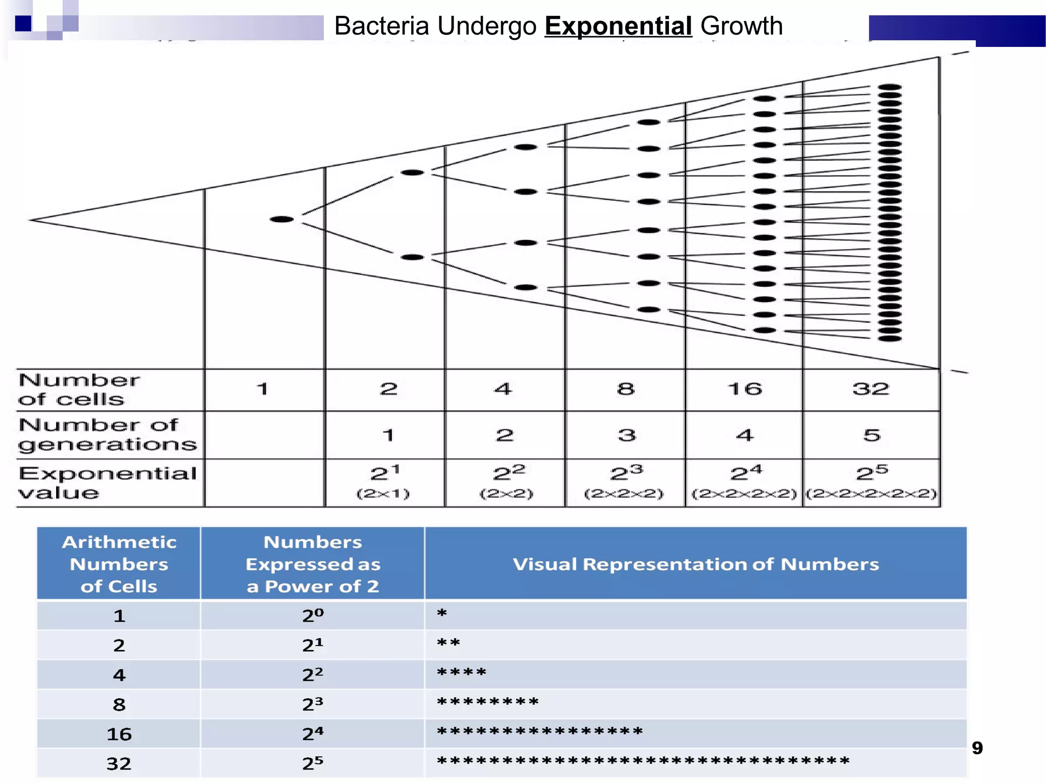 Bacteria Undergo Exponential Growth
9
 