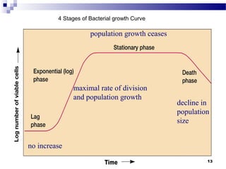 no increase
maximal rate of division
and population growth
population growth ceases
decline in
population
size
4 Stages of Bacterial growth Curve
13
 
