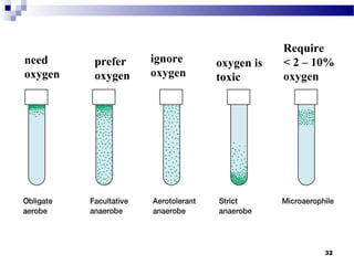 need
oxygen
prefer
oxygen
ignore
oxygen
oxygen is
toxic
Require
< 2 – 10%
oxygen
32
 