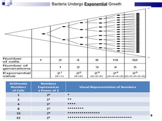 Bacteria Undergo Exponential Growth
9
 
