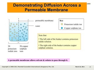 Demonstrating Diffusion Across a Permeable Membrane  20 potassium iodide ions 20 copper sulphate ions permeable membrane water Note that: The left side of the beaker contains potassium iodide solution. The right side of the beaker contains copper sulphate solution. Key Potassium iodide ion Copper sulphate ion March 23, 2011 Copyright © 2006-2011 Marshall Cavendish International (Singapore) Pte. Ltd.  A permeable membrane allows solvent & solutes to pass through it. 