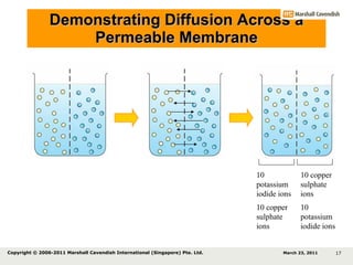 Demonstrating Diffusion Across a Permeable Membrane 10 potassium iodide ions 10 copper sulphate ions 10 potassium iodide ions 10 copper sulphate ions March 23, 2011 Copyright © 2006-2011 Marshall Cavendish International (Singapore) Pte. Ltd.  