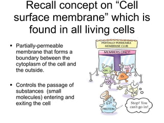 Recall concept on “Cell surface membrane” which is found in all living cells Partially-permeable membrane that forms a boundary between the cytoplasm of the cell and the outside.  Controls the passage of substances  (small molecules) entering and exiting the cell 