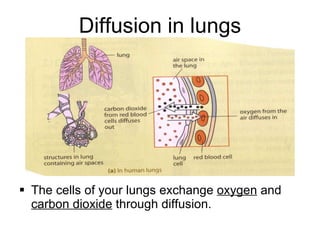 Diffusion in lungs The cells of your lungs exchange  oxygen  and  carbon dioxide  through diffusion. 
