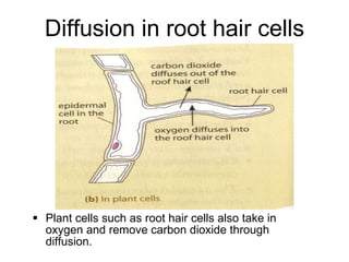 Diffusion in root hair cells Plant cells such as root hair cells also take in oxygen and remove carbon dioxide through diffusion. 