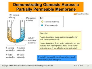 Demonstrating Osmosis Across a Partially Permeable Membrane 8 sucrose molecules 4 sucrose molecules 9 water molecules 18 water molecules Key Sucrose molecule Water molecule 10% sucrose solution 5% sucrose solution Note that: Arm A contains more sucrose molecules per unit volume than arm B  Arm A contains fewer water molecules per unit volume than arm B (Arm A has a lower water potential, arm B has a higher water potential). A B partially permeable membrane March 23, 2011 Copyright © 2006-2011 Marshall Cavendish International (Singapore) Pte. Ltd.  A partially permeable membrane allows small molecules to pass through it. 
