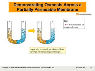 Demonstrating Osmosis Across a Partially Permeable Membrane A partially permeable membrane allows selected substances to pass through. Key Net movement of water molecules A B A B March 23, 2011 Copyright © 2006-2011 Marshall Cavendish International (Singapore) Pte. Ltd.  