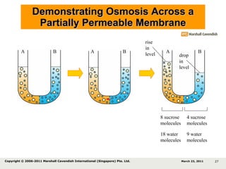 Demonstrating Osmosis Across a Partially Permeable Membrane 8 sucrose molecules 4 sucrose molecules 18 water molecules 9 water molecules A B A B A B drop in level rise in level March 23, 2011 Copyright © 2006-2011 Marshall Cavendish International (Singapore) Pte. Ltd.  
