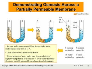 Demonstrating Osmosis Across a Partially Permeable Membrane 8 sucrose molecules 4 sucrose molecules 18 water molecules 9 water molecules Sucrose molecules cannot diffuse from A to B, water molecules diffuse from B to A. Level of solution A rises while B falls. The movement of water molecules from a solution of higher water potential to a solution of lower water potential through a partially permeable membrane is called  osmosis . A B A B A B drop in level rise in level March 23, 2011 Copyright © 2006-2011 Marshall Cavendish International (Singapore) Pte. Ltd.  