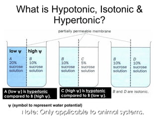 Note: Only applicable to animal systems. What is Hypotonic, Isotonic & Hypertonic? A (low   ) is  hypertonic  compared to B (high   ). C (high   ) is  hypotonic  compared to B (low   ). low   high      (symbol to represent water potential) 