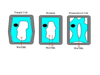 Plant cell Equal water potential  inside and outside cell.  No net movement of water molecules Higher water potential  inside cell. Water  molecules move out of cell.  Cytoplasm shrinks.  Cell becomes  plasmolysed Higher water potential  outside cell. Water  molecules enter cell  and exerts pressure on  the cell wall.  Cell becomes  turgid. 