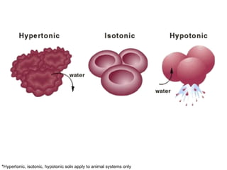 Animal cell Isotonic  soln: Equal water potential  inside and outside cell.  No net movement of water molecules Hypertonic  soln: Higher water potential  inside cell. Water  molecules move out of cell.  Cell becomes  crenated. Hypotonic  soln: Higher water potential  outside cell. Water  molecules enter cell. Cell  bursts ! *Hypertonic, isotonic, hypotonic soln apply to animal systems only 