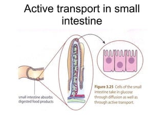 Active transport in small intestine 