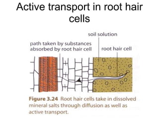 Active transport in root hair cells 