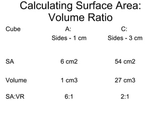 Calculating Surface Area: Volume Ratio 2:1 6:1 SA:VR 27 cm3 1 cm3 Volume 54 cm2 6 cm2 SA C:  Sides - 3 cm A:  Sides - 1 cm Cube 