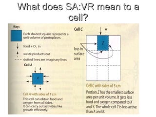 What does SA:VR mean to a cell? 