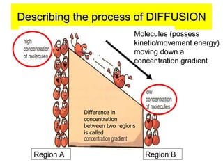 Describing the process of DIFFUSION Difference in concentration between two regions is called  Region A Region B Molecules (possess kinetic/movement energy) moving down a concentration gradient 