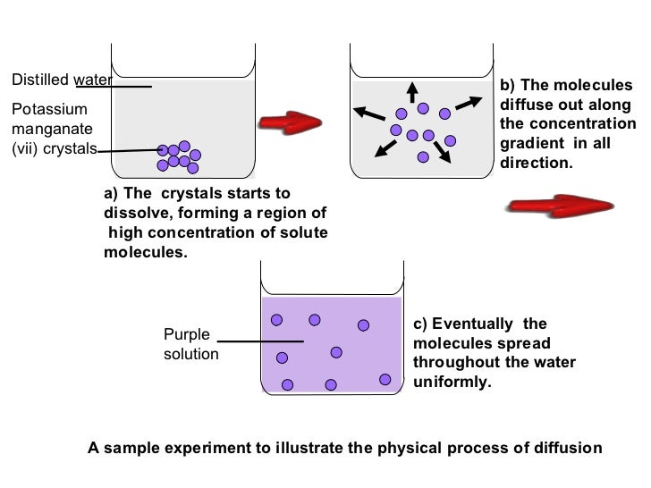 Chapter 3 movement of substances across the plasma membrane