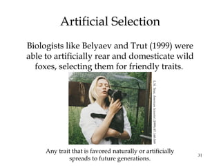 31
Artificial Selection
Biologists like Belyaev and Trut (1999) were
able to artificially rear and domesticate wild
foxes,...