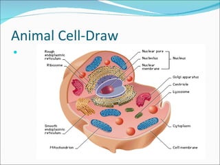 Animal Cell-Draw 