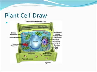 Plant Cell-Draw  