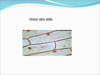 Onion skin slide 