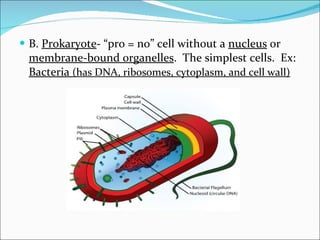 B.  Prokaryote - “pro = no” cell without a  nucleus  or  membrane-bound organelles .  The simplest cells.  Ex:  Bacteria  (has DNA, ribosomes, cytoplasm, and cell wall) 