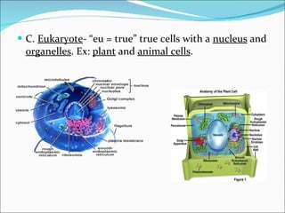 C.  Eukaryote - “eu = true” true cells with a  nucleus  and  organelles . Ex:  plant  and  animal cells . 