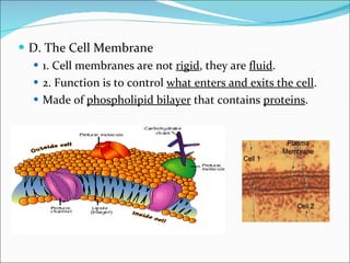 D. The Cell Membrane 1. Cell membranes are not  rigid , they are  fluid . 2. Function is to control  what enters and exits the cell . Made of  phospholipid bilayer  that contains  proteins . 