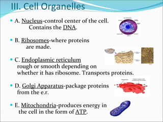 III. Cell Organelles A.  Nucleus -control center of the cell.  Contains the  DNA . B.  Ribosomes -where proteins  are made.  C.  Endoplasmic reticulum rough or smooth depending on  whether it has ribosome. Transports proteins. D.  Golgi Apparatus -package proteins from the e.r.  E.  Mitochondria -produces energy in  the cell in the form of  ATP . 